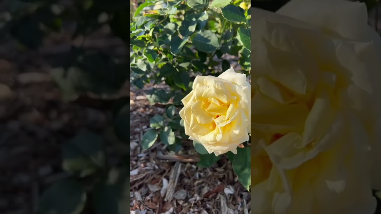 YouTube Short thumbnail