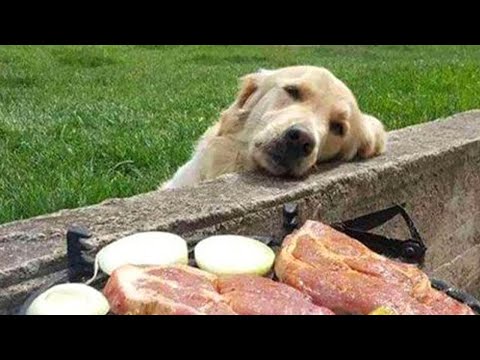 Ces golden retrievers vont vous faire rouler par terre en riant.
