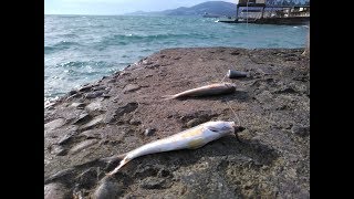 Снасть для ловли ерша в черном море