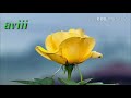 Shylu Kannada Movie Songs