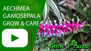 Aechmea gamosepala - grow & care (Blue rain plant)
