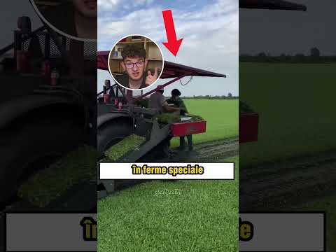 Ce NU stiai despre terenul de fotbal (Alex Hada Reacts) #shorts