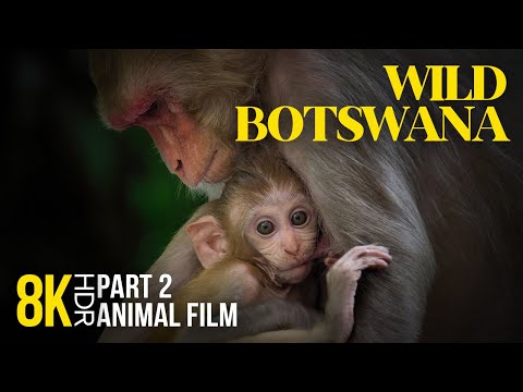 8K HDR Wild Botswana - Narrated Documentary - Amazing Animal World of South Africa - Episode 2