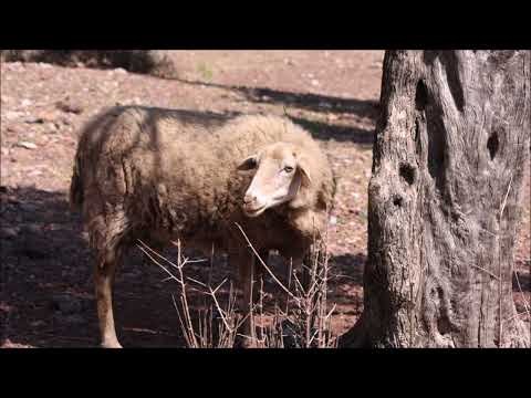 David und Goliath Teil 2 Bibelstellen in der Beschreibung→