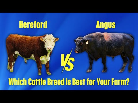 Hereford vs Angus Cattle | Which One is Worth Your Investment