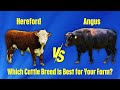 Hereford Vs Angus Cattle Which One Is Worth Your Investment