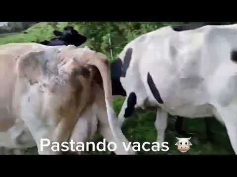 AROGANADERO  CANTÓN MONTUFAR (CARCHI ECUDOR )🐮