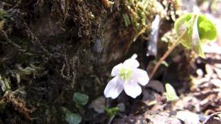 コミヤマカタバミ.桜草【春の花】