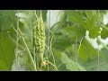 Wat kost biologische akkerbouw?
