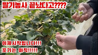 올해 딸기 농사 참 힘드시죠? 이제 시작입니다!! 아직 끝이 아닙니다!!!