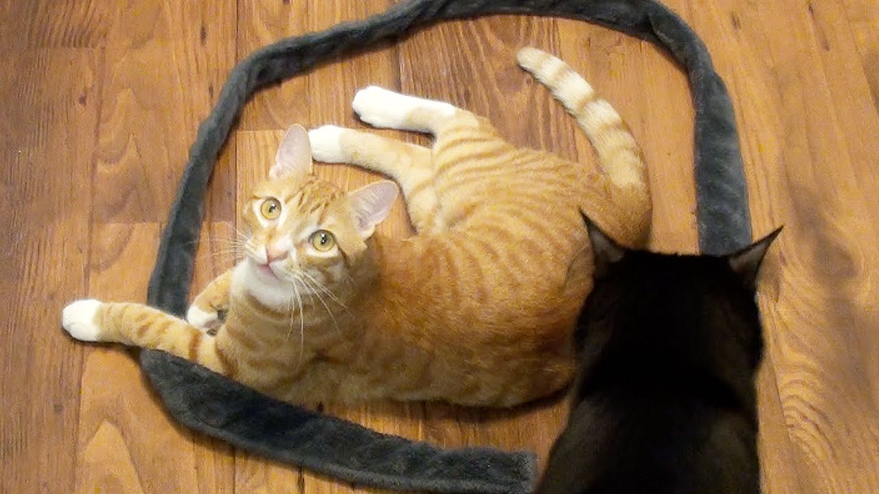 How to Trap a Cat - CAT CIRCLES! thumnail