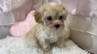 ハーフ犬の動画01