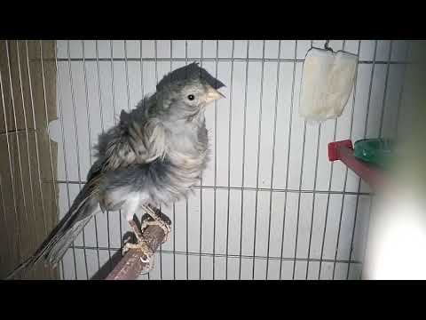 Goldfinch Canary Hybrid | Goldfinch Singing | Canary Breeder 2017-2018