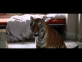 Stupid Tiger