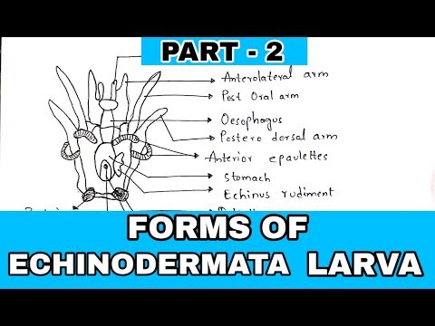 Inter 2nd year SYNAPTIC TRANSMISSION ZOOLOGY