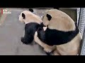 Opwinding in Ouwehands: de panda's doen het met elkaar [RTV Utrecht]