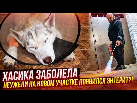 Hasika hasn't eaten for 2 days. We have ENTERITIS in our yard. We buy a gas cylinder and burn the...