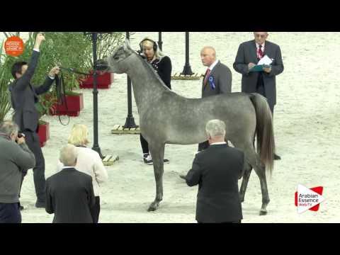 1ST - N.20 D AJAYEB - Paris 2016 - Yearling Fillies (Class CM1 B)