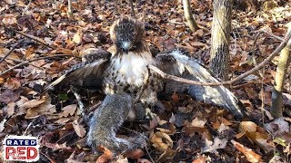 We Go Hunting for Squirrels Using a Red-Tailed Hawk