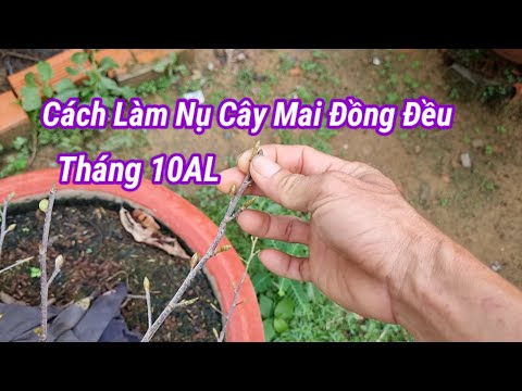 Cách Chăm Sóc Nụ Mai,Giúp Nụ Mai Đồng Đều Hơn.