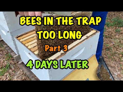 BEES in a SWARM TRAP for TOO LONG - Part 3; 4 Days Later; GOOD and BAD Results