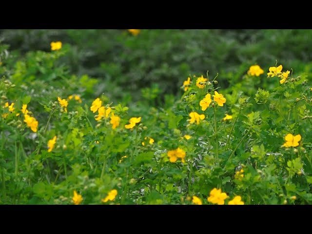 Этот год стал самым аномальным за всю историю метеонаблюдения