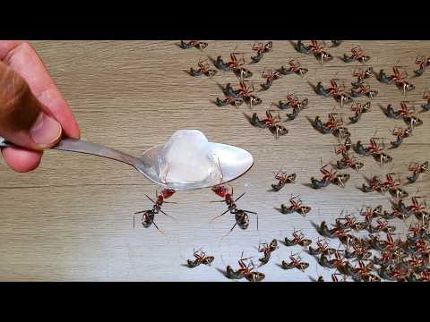 Apenas 1 colher para eliminar todas as formigas da sua casa