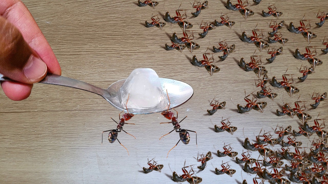 A penas 1 colher para eliminar todas as formigas da sua casa