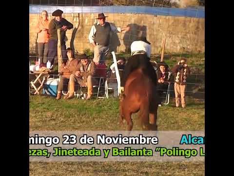 Broche de oro en Clina en Los Naranjos Hasenkamp Entre Ríos Parte 1