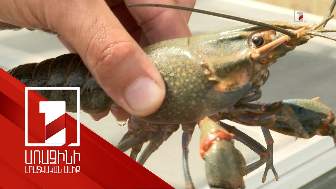 Պետությունը քայլեր է ձեռնարկում արդյունաբերական խեցգետնաբուծությունը զարգացնելու համար