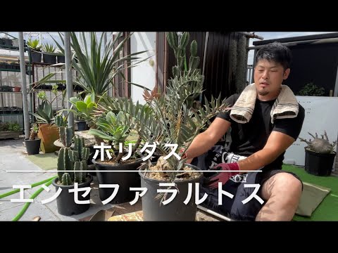 園芸 アルテンシュタインのエンセファラトス