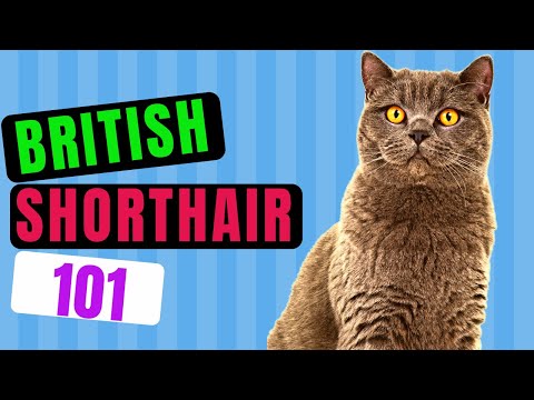 British Shorthair Cat 101 - Fascinating History, Personality, Health & Much More - A Must Watch!