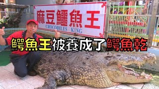 [問卦] 麻豆鱷魚王小河告訴我們什麼道理？