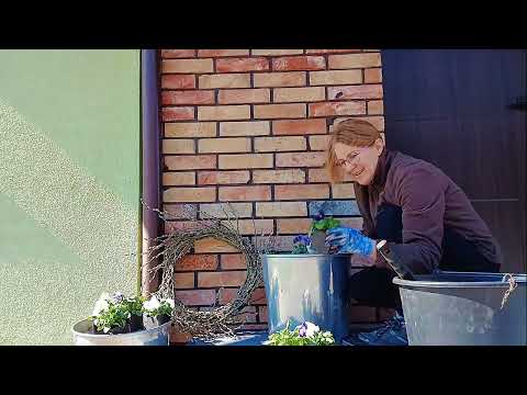 Czarne złoto ogrodników-dokarmiam kompostownik. Bratki, wianek i dekoracje ogrodowe :)