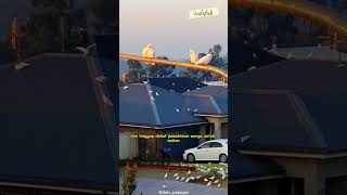 Download lagu FREE-FLYING COCKS IN AUSTRALIA mp3