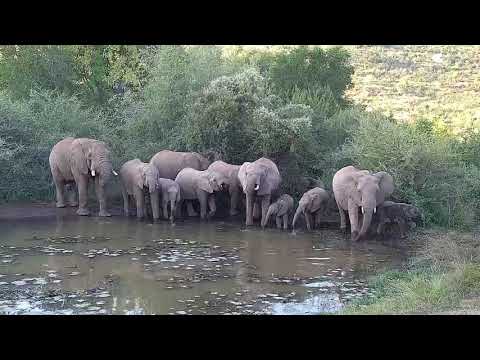 Kwa: Elephants - 16:35 - 05/13/19