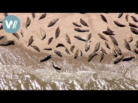 Die Küste der Forscher | Deutschlands Küsten - Die Nordsee (3/10)