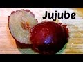 Jujube Review (+ How to make Jujube Tea) Weird Fruit Explorer - Ep 109