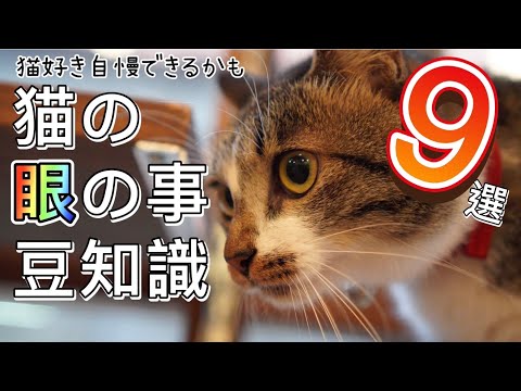 猫の感覚: 猫の目の解剖学