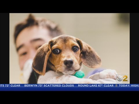 Paradise For Paws Chicago