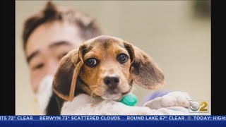 'Paradise 4 Paws' Offering Daycare, Overnight Stays For Pets