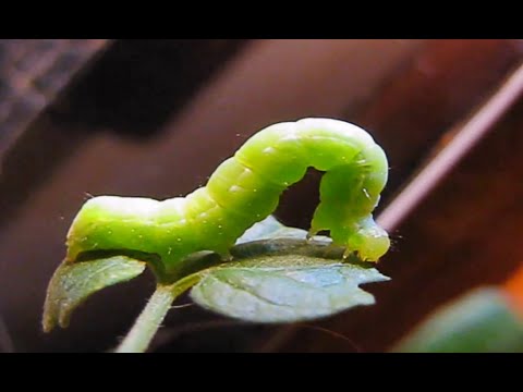 Malysheva su video helminths Brodo di betulla da lyambliya