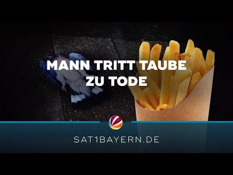 Tierquälerei in Kulmbach: Mann tritt Taube zu Tode