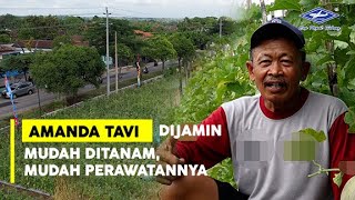 Download lagu BISI Sahabat Petani: #melon Amanda Tavi Dijamin Mudah Ditanam, Mudah Perawatannya mp3 Download lagu BISI Sahabat Petani: #melon Amanda Tavi Dijamin Mudah Ditanam, Mudah Perawatannya mp3