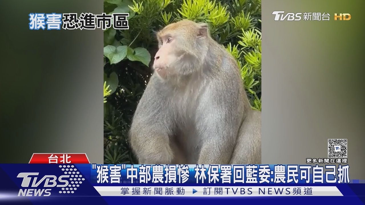 猴害頻傳「5年後恐進市區」 農業部允提對策