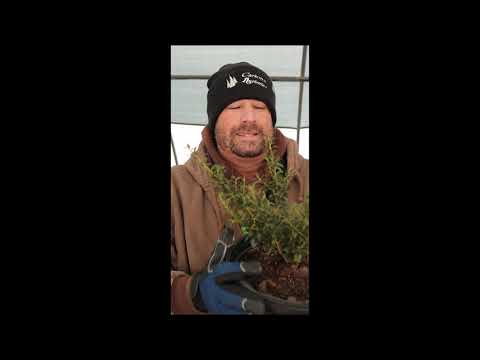 Short Video About The Soft Touch Holly