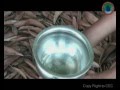Water Documentary Video Award Winning Video 1st Prize In Flick Fest 12