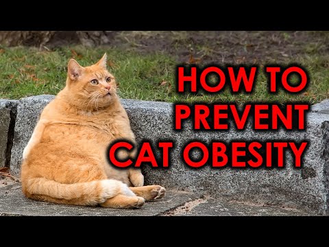 How To Prevent Cat Obesity/ Best Diets For Obese Cats