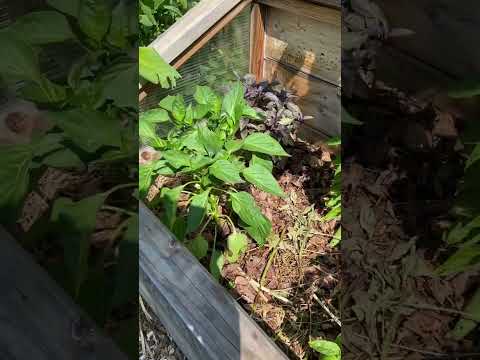 The effectiveness of microclimates! #gardeningideas #homestead #garden #gardeningadvice