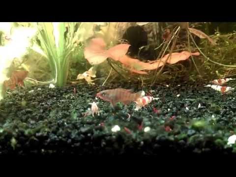 Scharlachroter Zwergblaubarsch Dario dario bei der Fütterung